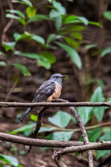 Obraz premium Male Plaintive Cuckoo(Cacomantis merulinus) catch on the branch