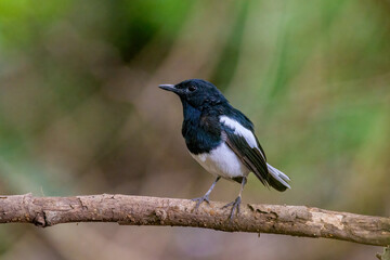 Beautiful male Oriental Magpie-Robin on the bamboo pole, Magpie Robin (Copsychus saularis)