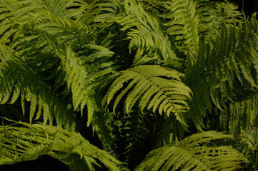 green fern background