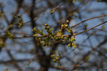 branch of a tree