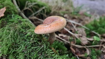 mushroom in the forest