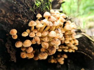 mushrooms in the forest