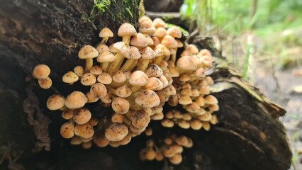 mushrooms in the forest