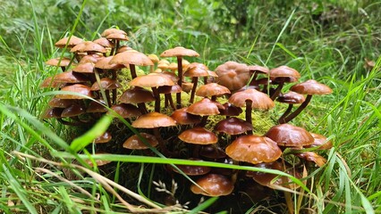 mushroom in the forest