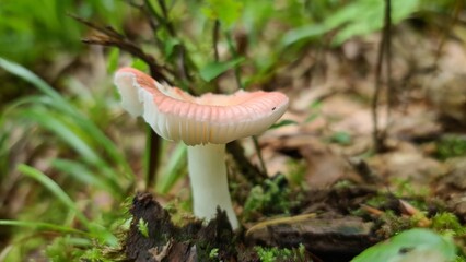 mushroom in the forest