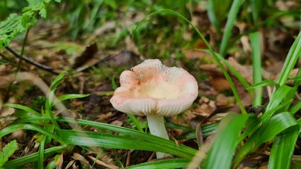 mushroom in the forest