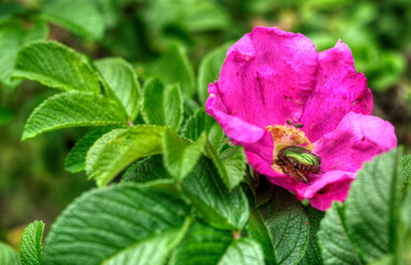 Fleur sauvage et insecte à Nancray, Doubs, France