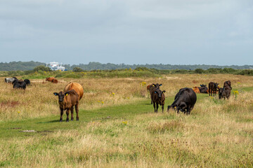 cows and calves at Lymington Hampshire England with the Isle of Wight ferry passing in the background