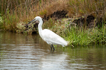 egret a heron with milky white plumage