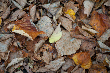 dry leaves. Dry fallen brown leaves in autumn Park. autumn background with dry leaves, top view, close-up. autumn season, bright leaves, nature in the forest