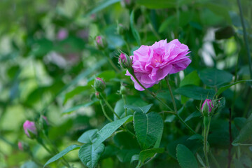 pink rose flower background. Red roses on a bush in the garden, close-up. delicate pink rose flower with green leaves. Red Rose Magic. beauty in the garden. concept of romance, gift
