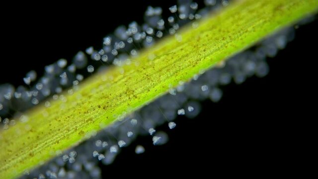 Infusoria (Ciliophora) Vorticella under microscope, class Oligohymenophorea. Video shows the colony attached to algae. They also attach to stones, crustaceans