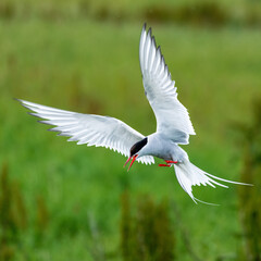 Arctic terns nesting and flying aggressively to defend their chicks.