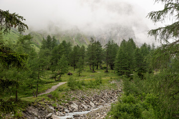 Obraz premium Fog over the conifers in the Alps