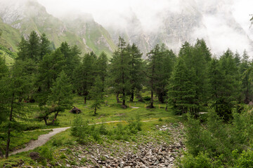 Fog over the conifers in the Alps