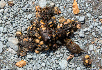 bear droppings on the ground in close up