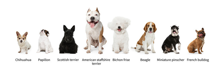 Fototapeta premium Collage made of popular purebred dogs isolated over white studio background. Set of large and small animals with signs of breed names