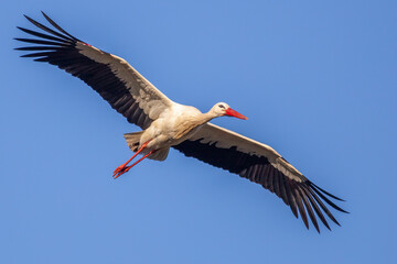 stork trying to land on the nest with a blue sky background