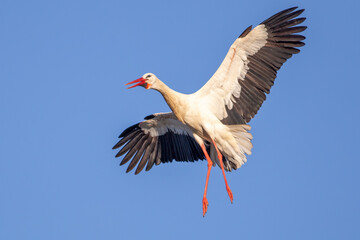 Stork trying to land on the nest with a blue sky background