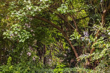 old garden gate overgrown with lush green undergrowth