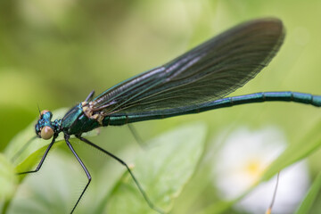 Dragonfly,Banded demoiselle (calopteryx splendens) close up in nature