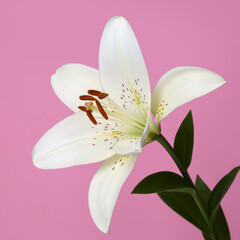 Delicate white lily flower isolated on pink background.