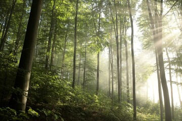 Fototapeta premium Beech trees in spring forest after rainfall at dawn