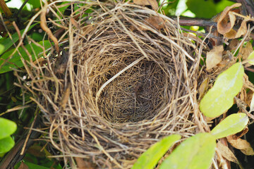 An empty bird nest in the crown of branches and leaves of a honeysuckle bush. Illustration about mortgage. Lending, construction, purchase and sale of residential real estate