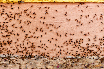 AY swarm of Ant Queens