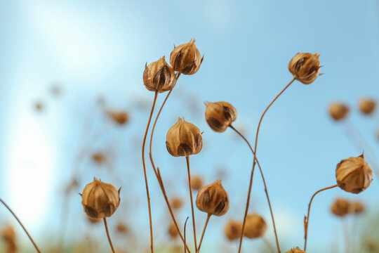 Beautiful dry flax plants against blurred background, closeup