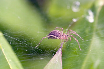 Spinne