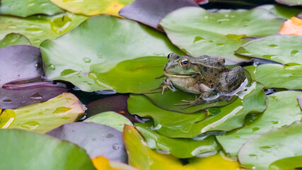 Teichfrosch