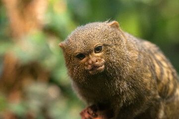 The pygmy marmoset (Cebuella pygmaea)