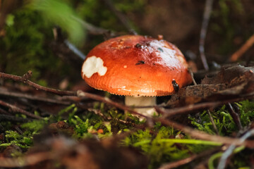 Forest mushroom hid in moss
