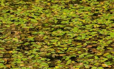 Longroot smartweed (Persicaria amphibia) growing in the water