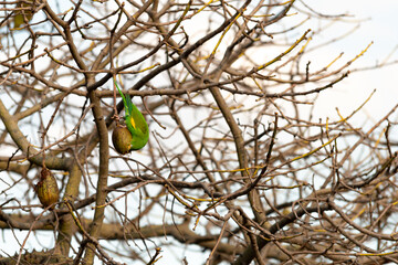 Green parrot eating fruit from a tree between the branches