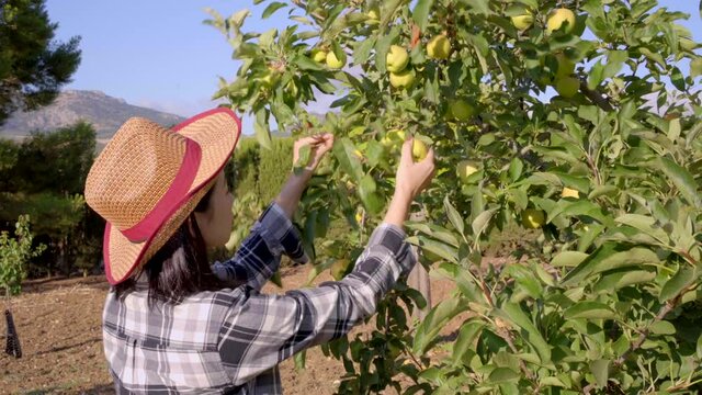 Upset Asian farmer with apple bitten by worms in countryside