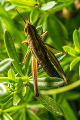criquet sur une plante verte