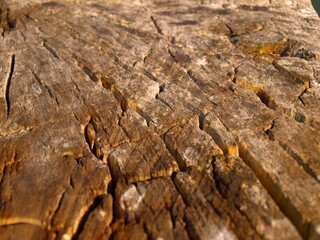old wood texture