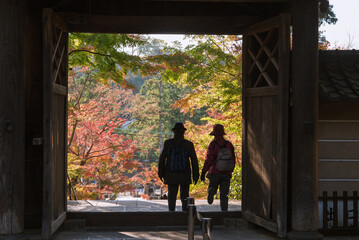 Autumn Japanese maple trees framed by Engakuji Temple gate and tourists in Kamakura,...