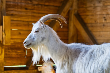 White goat in the barn. Domestic goats in the farm. Cute an angora wool goat. A goat in a barn at...