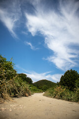 Fototapeta premium Dusty sand path in between covered areas of a forest 