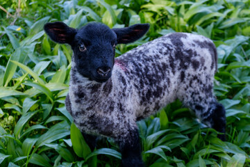 spring lamb in wild garlic
