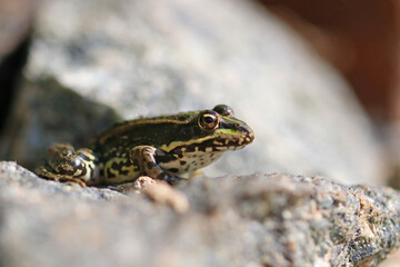 The frog is sitting on the stone. Photo of a frog in its natural habitat.