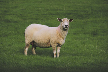 Fototapeta premium sheep in the field