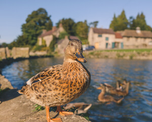 duck in an english village pond