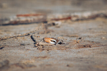 A little tide-flame-crab
(Um pequeno caranguejo-chama-maré)