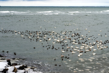 Fototapeta na wymiar A seascape in winter. Flocks of waterfowl in winter at sea. Seagulls, ducks and swans in the Baltic Sea.