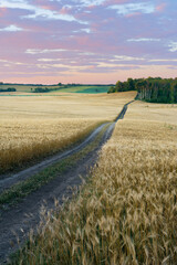 Harvest in the hills and valleys of the Turtle Mountains of North Dakota