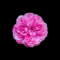 Cut out flower on isolated background with clipping path